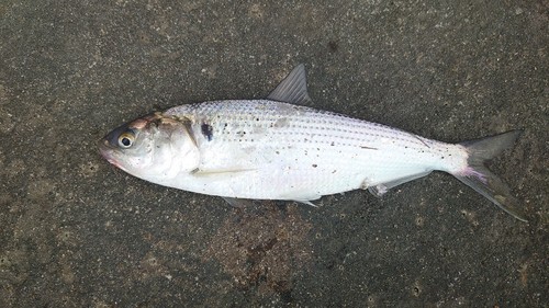 コノシロの釣果