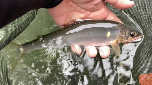 アユの釣果