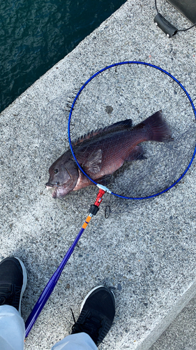 コブダイの釣果