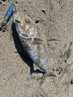 ショゴの釣果