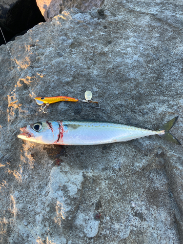 サバの釣果