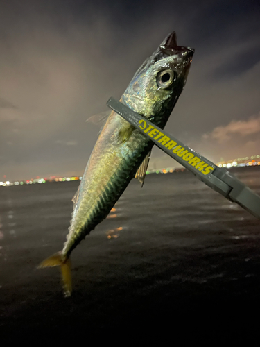 サバの釣果