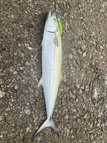 サゴシの釣果