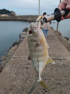 メッキの釣果