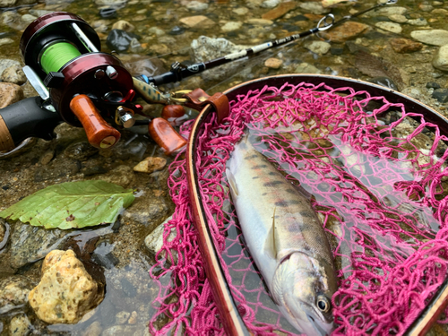 ヤマメの釣果