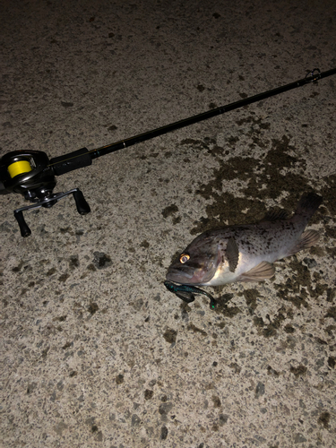 クロソイの釣果