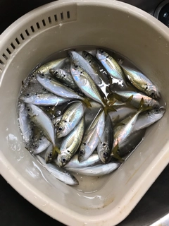 アジの釣果