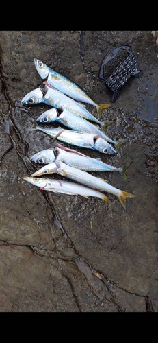 サバの釣果