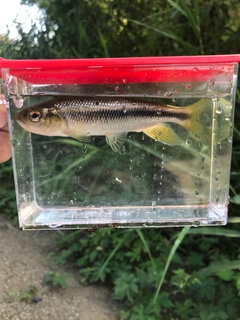 カワムツの釣果