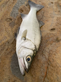 ヒラスズキの釣果