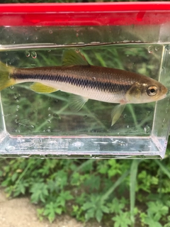カワムツの釣果