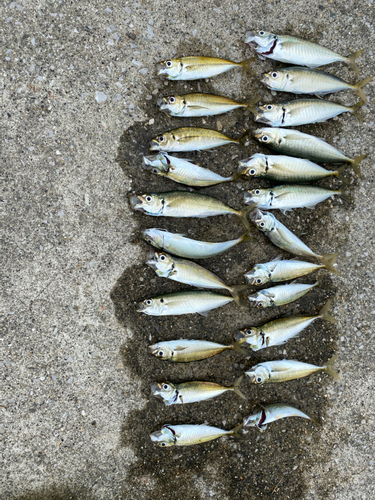 アジの釣果