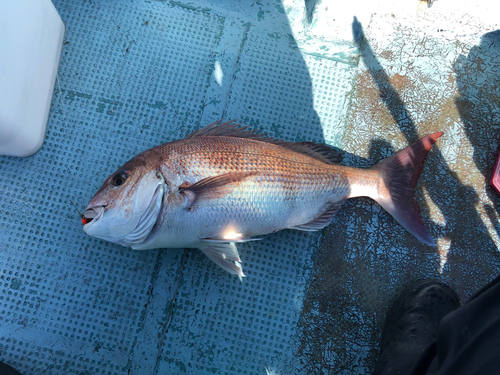 マダイの釣果