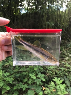 カワムツの釣果