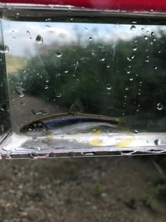 カワムツの釣果