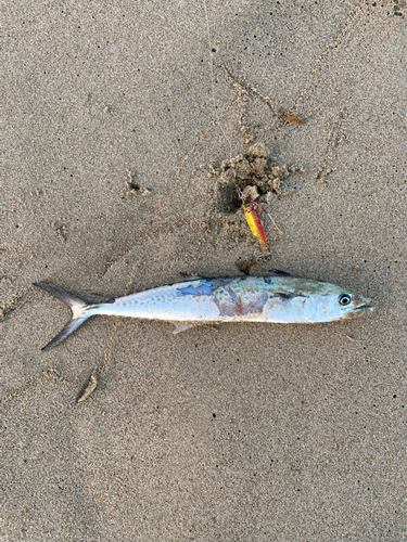 サゴシの釣果