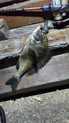 チヌの釣果