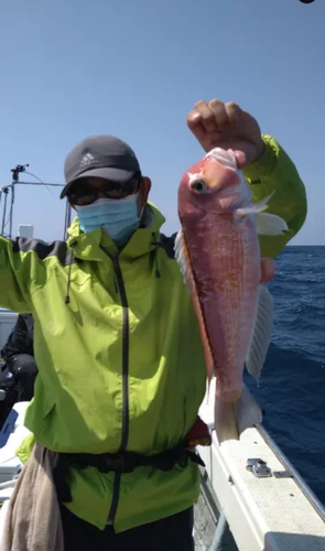 アマダイの釣果