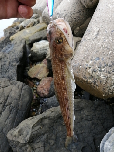 エソの釣果