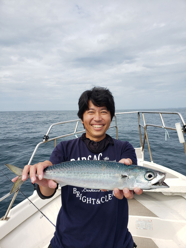 マサバの釣果