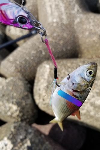 コノシロの釣果