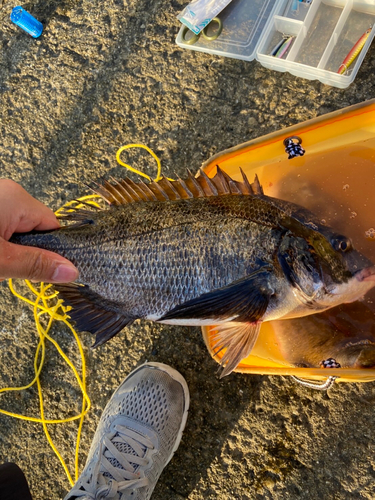 チヌの釣果