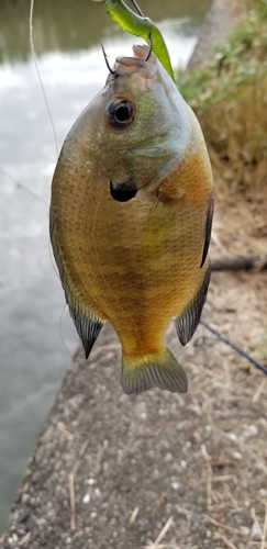 ブルーギルの釣果