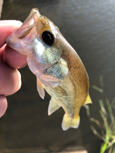 マナマズの釣果