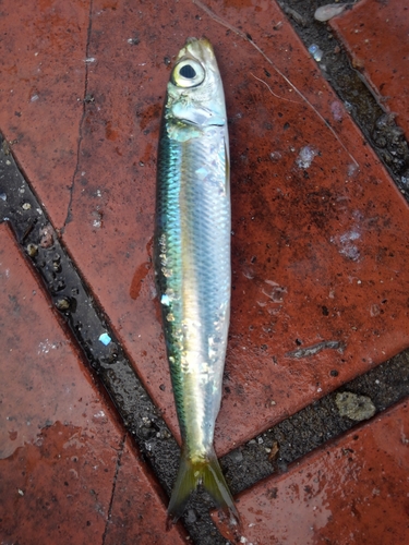 ウルメイワシの釣果