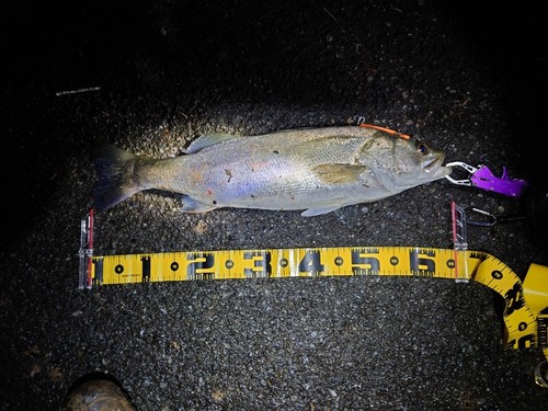 ヒラスズキの釣果