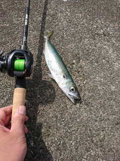 サバの釣果