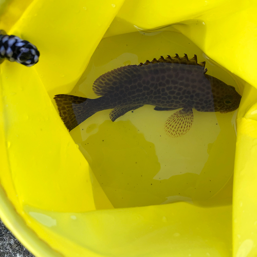 オオモンハタの釣果