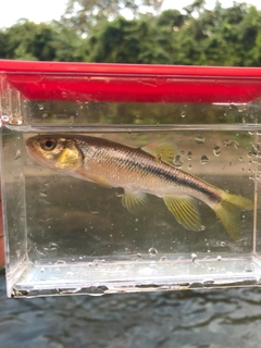カワムツの釣果