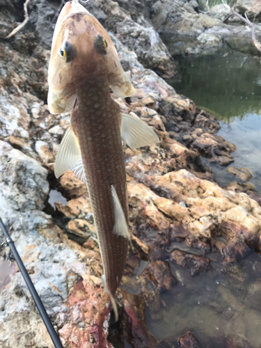 エソの釣果