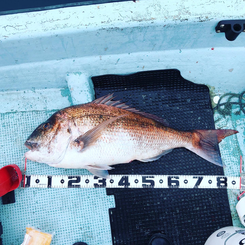 マダイの釣果