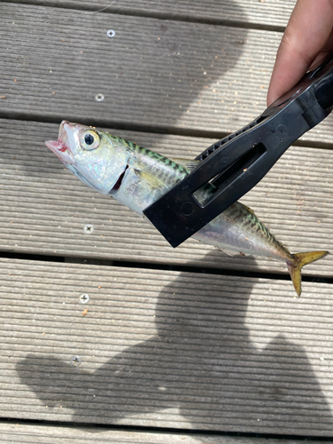 サバの釣果