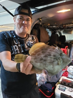 カワハギの釣果