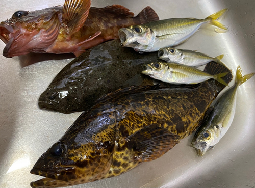 タケノコメバルの釣果