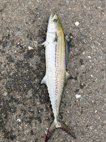 サゴシの釣果