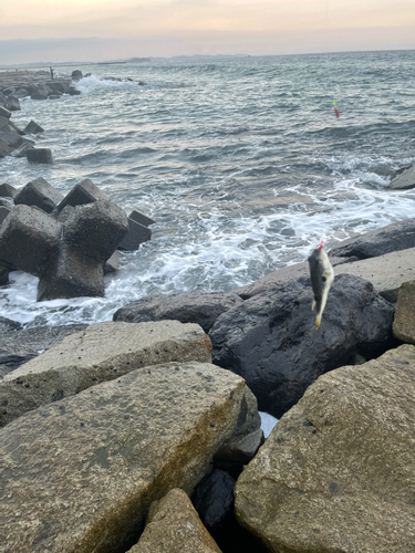 クサフグの釣果