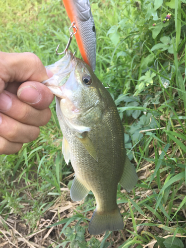 ラージマウスバスの釣果