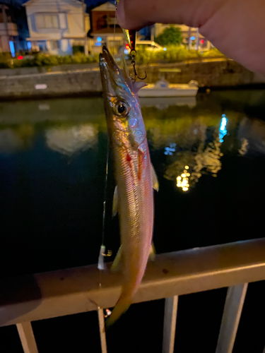 カマスの釣果