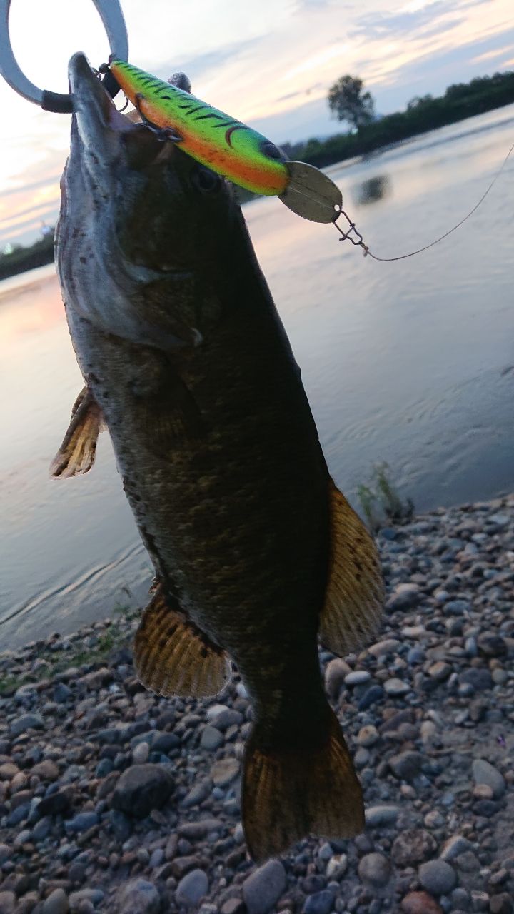 スモールマウスバス