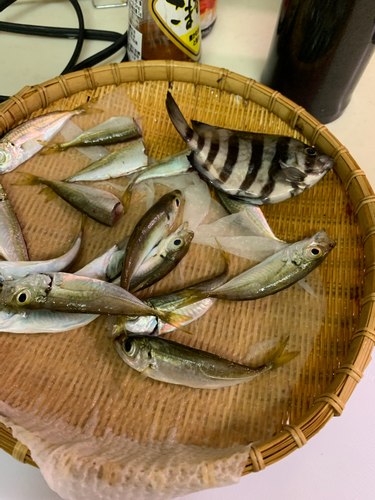 釣果