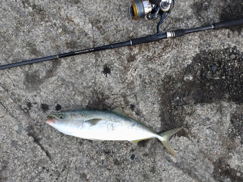 イナダの釣果