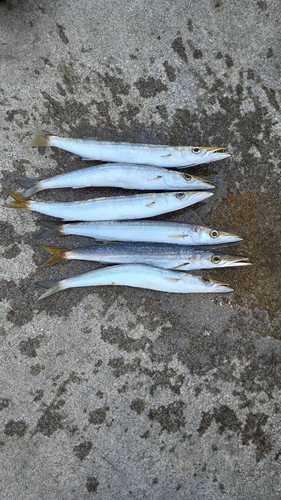 カマスの釣果