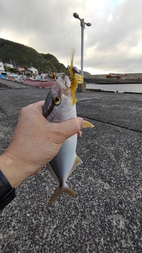 ショゴの釣果