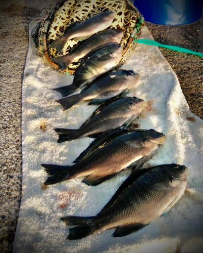 クチブトグレの釣果