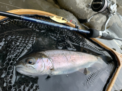 ニジマスの釣果