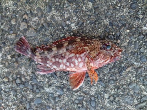 カサゴの釣果